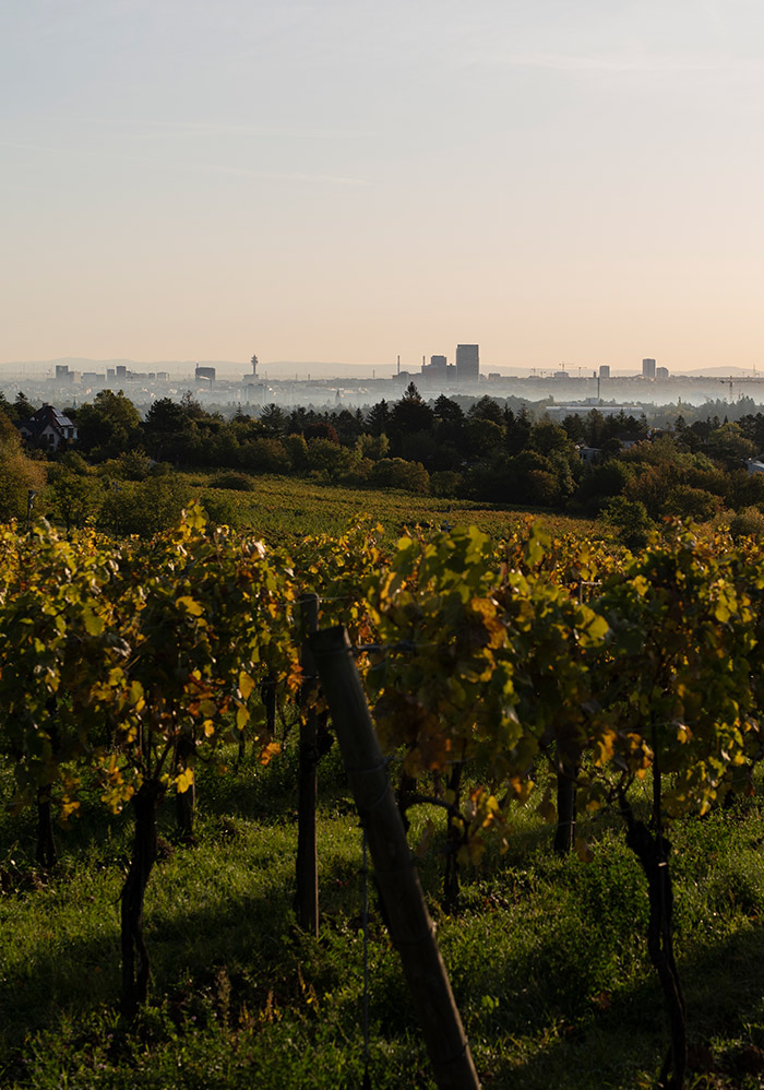 Zahel – Weingut und Heuriger