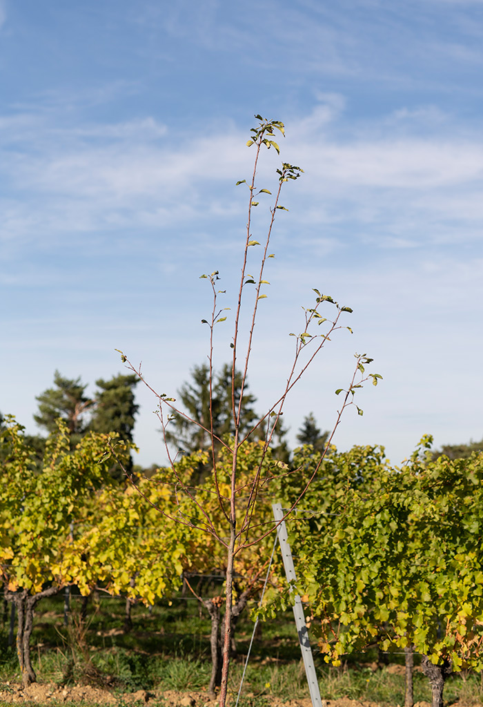 Zahel – Weingut und Heuriger