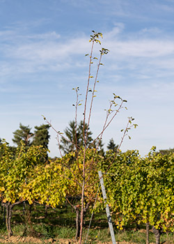 Zahel – Weingut und Heuriger